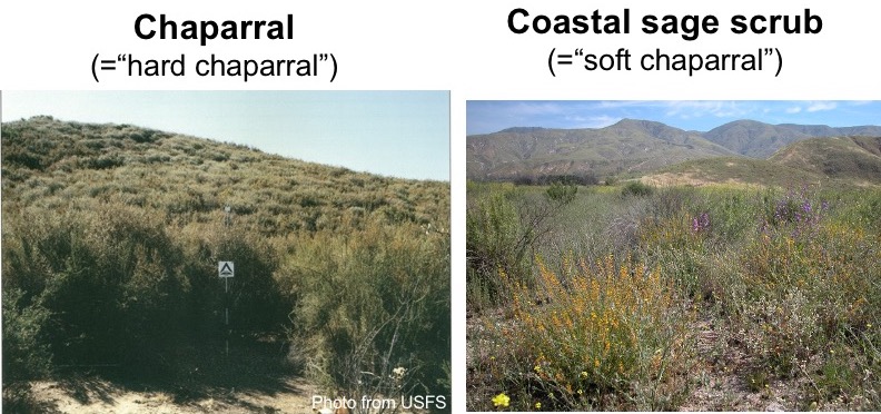 Chaparral vs CSS